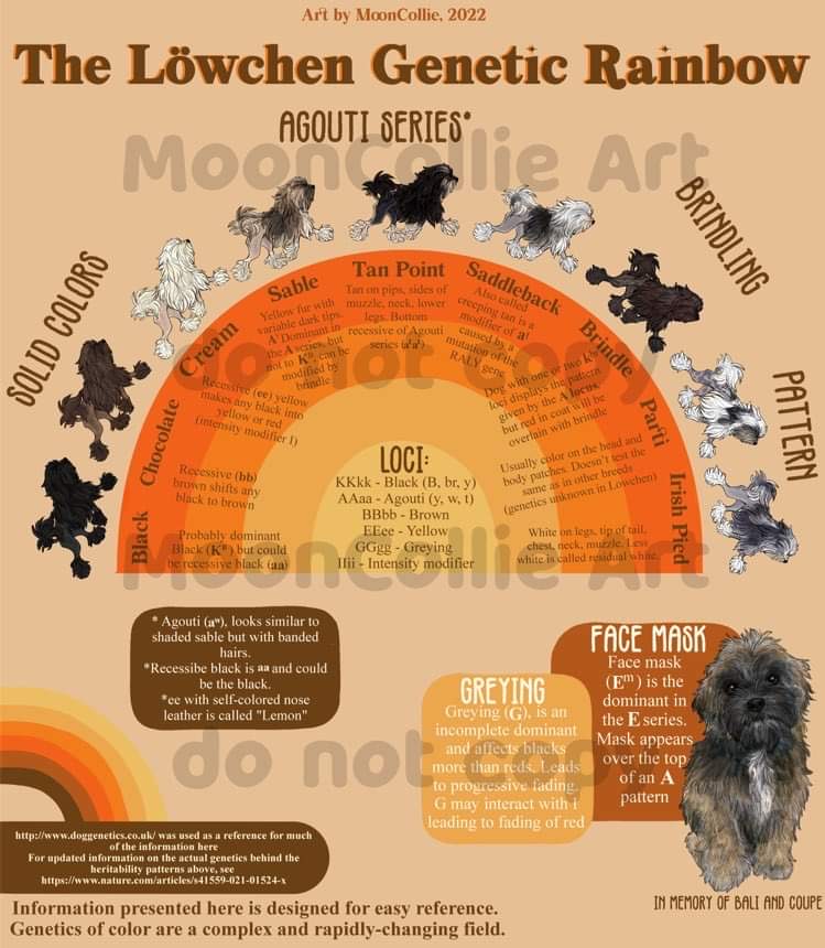 Löwchen Color Rainbow Poster
