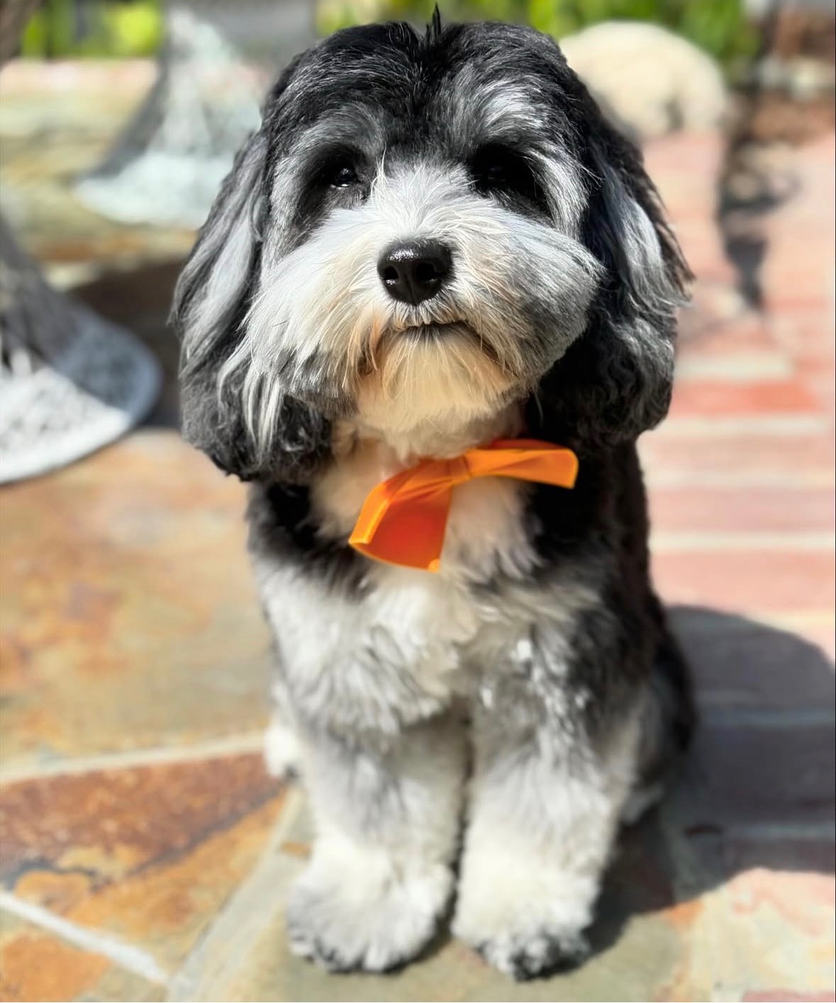 Teddy Bear Trim