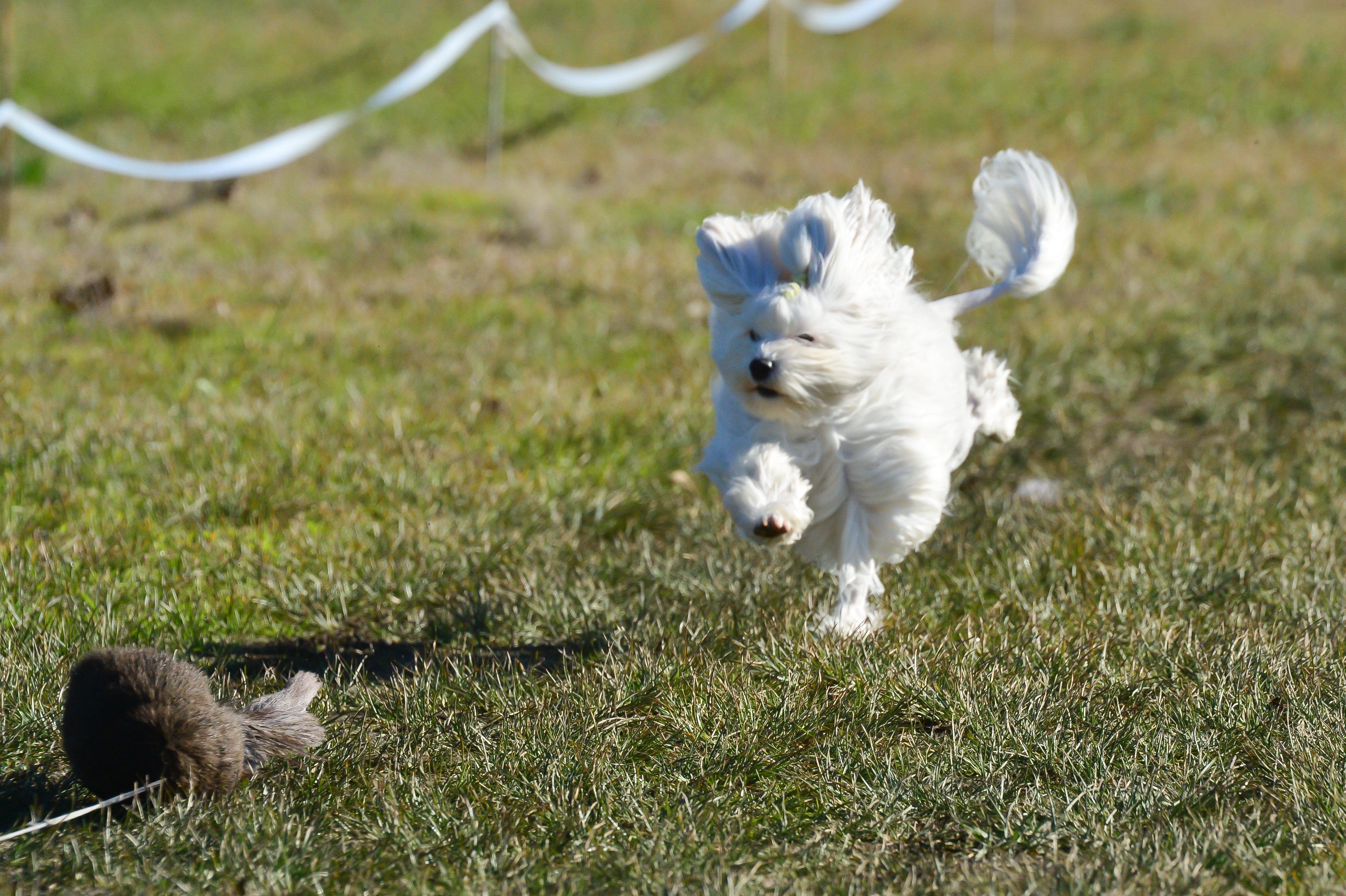 FastCat