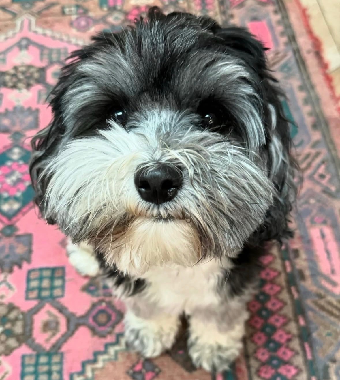 Louie